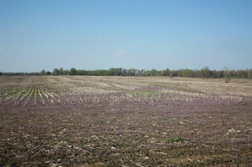 Property photo 20 - 641 Acres Offered in 16 Tracts - 545 Cropland Acres